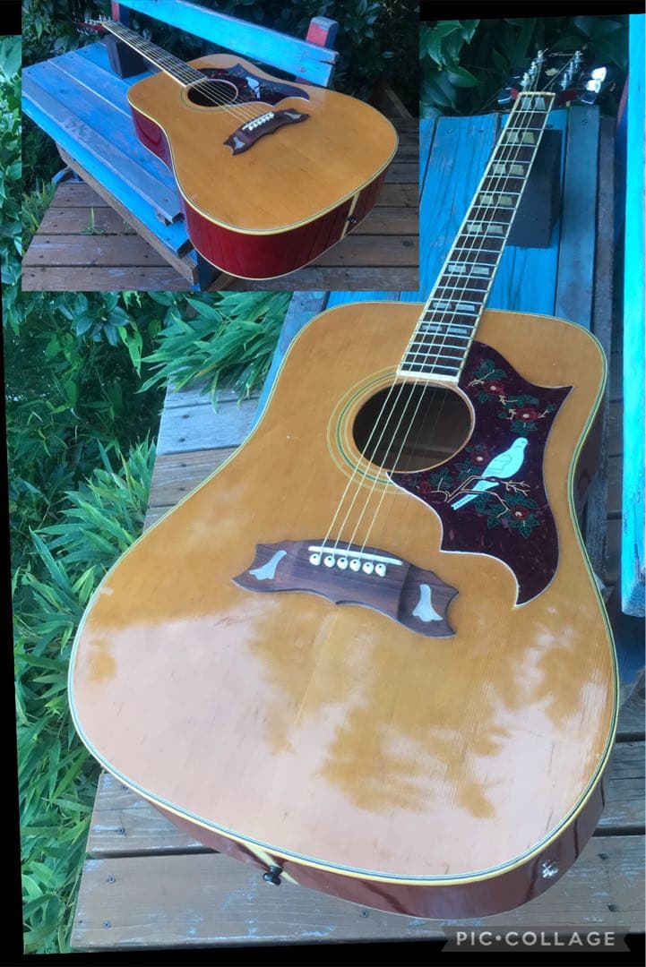 greco 303 DOVE グレコ フジゲン