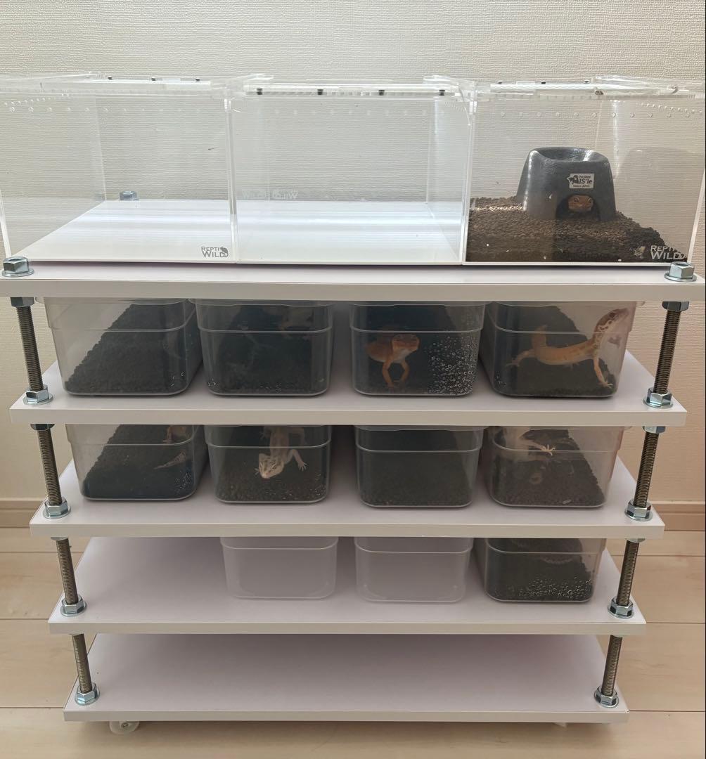 レオパ、ニシアフ用 自作飼育ラック（5段）キャスター付き