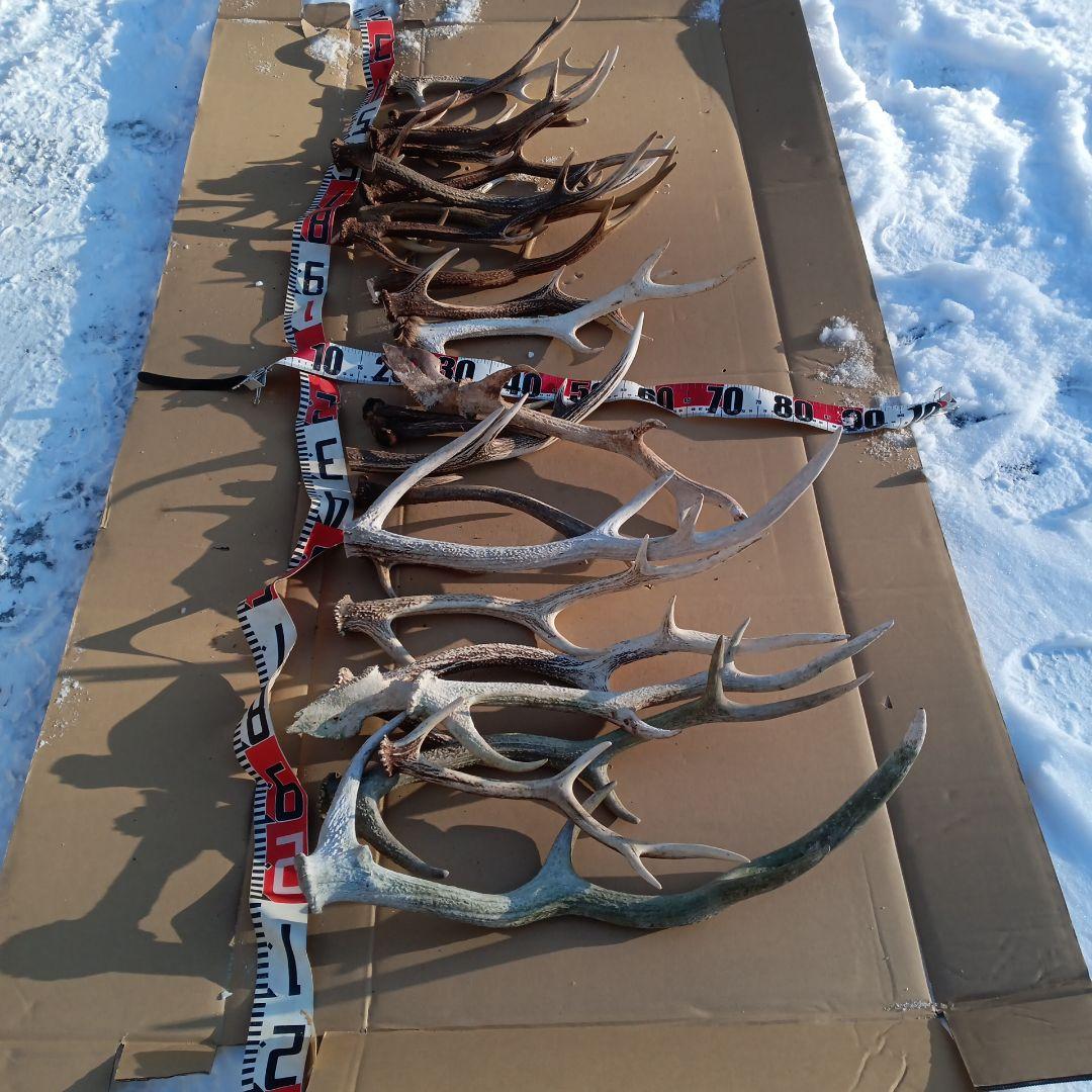 ク*ト様 蝦夷鹿の角 　犬のおもちゃ 工芸品などに 8番