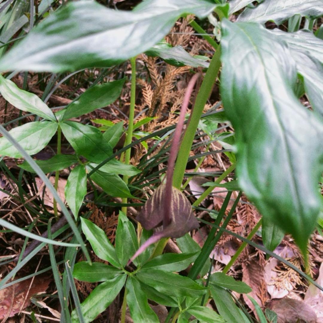 ミニウラシマソウ5.6本　浦島草　苗　 山野草　耐寒性多年草　多年草　天南星