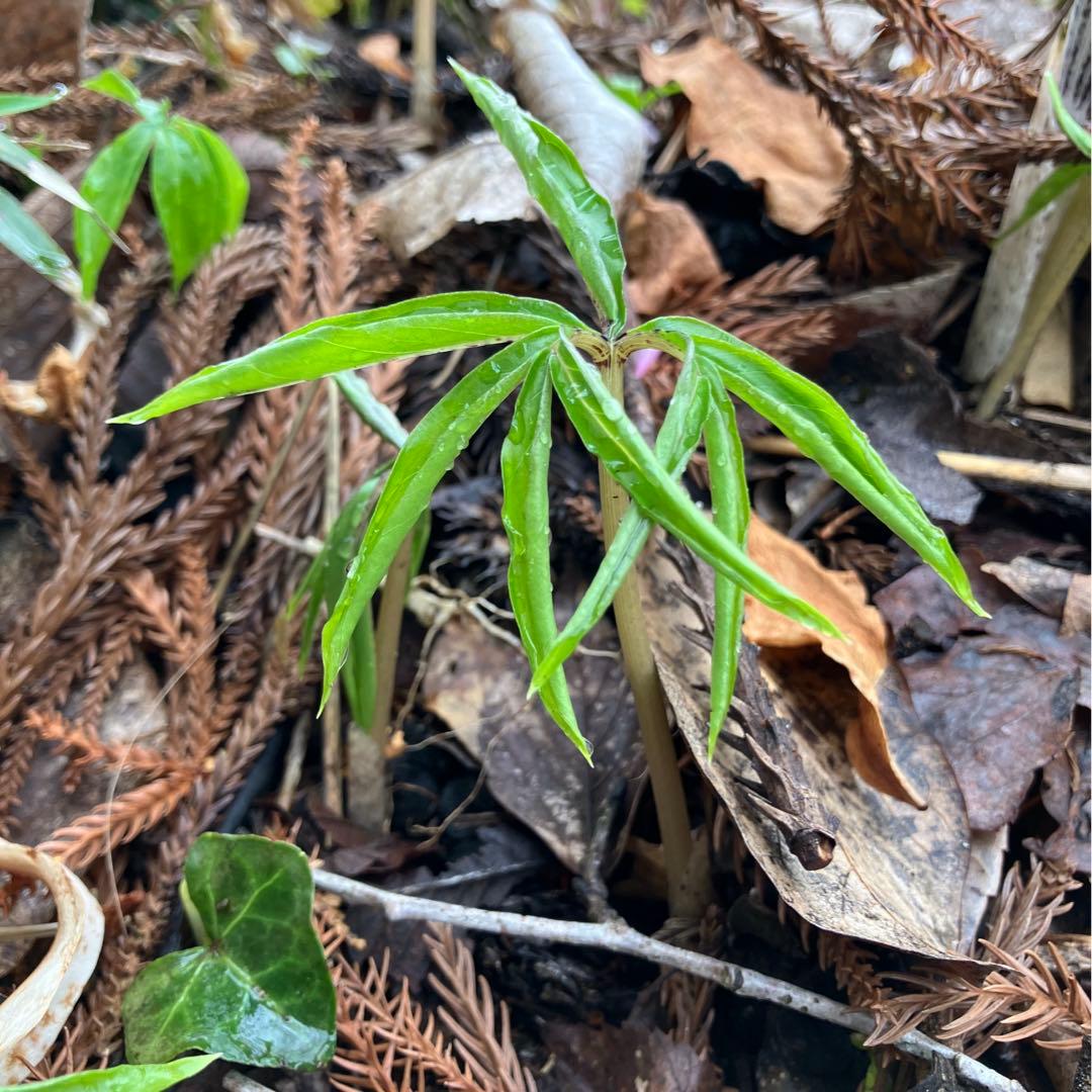 ミニウラシマソウ5.6本　浦島草　苗　 山野草　耐寒性多年草　多年草　天南星