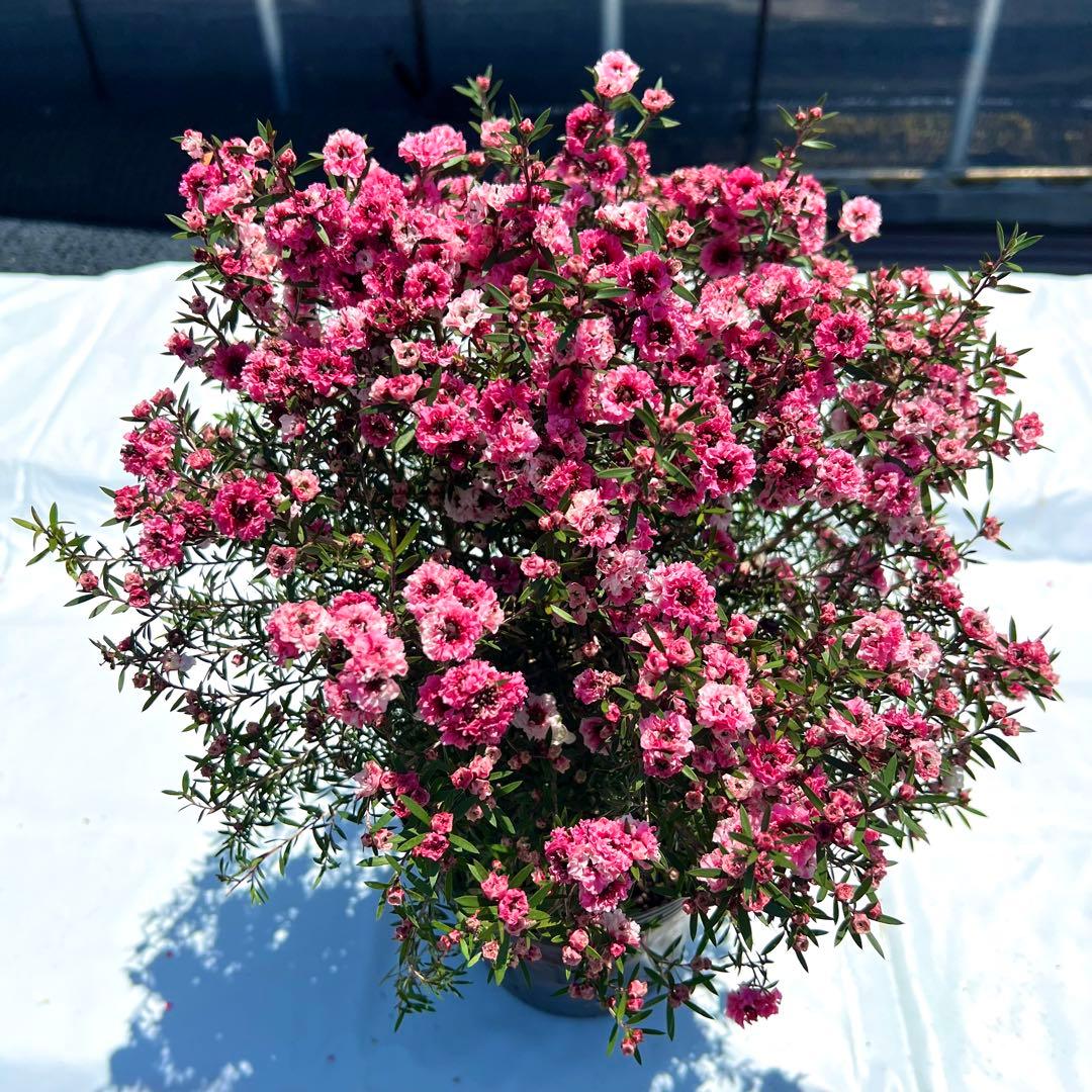 【マヘ】ギョリュウバイ　御柳梅　レプスペルマム　5本セット