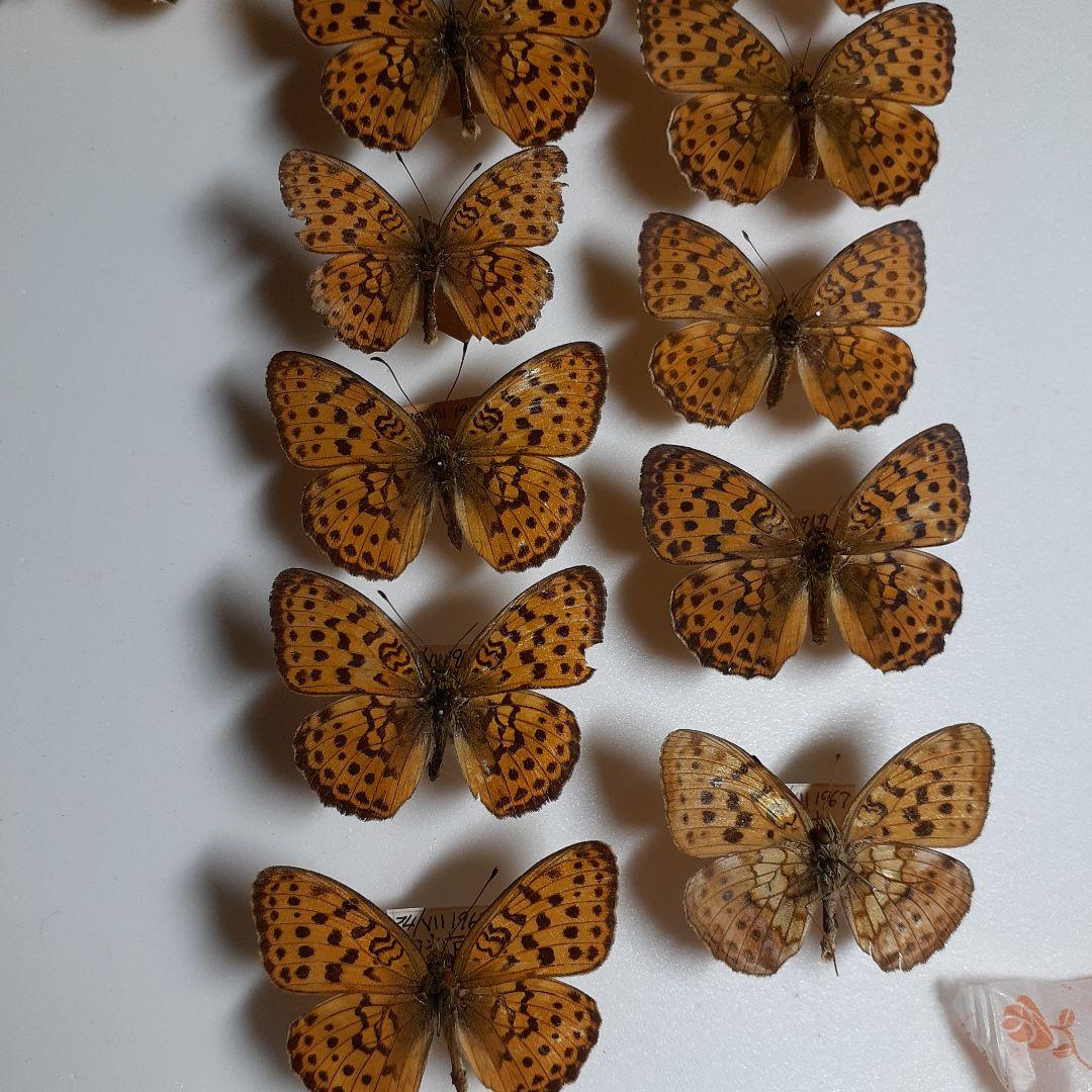 蝶標本　ヒョウモンチョウ類　12種114頭。大型ドイツ標本箱２箱入りセット