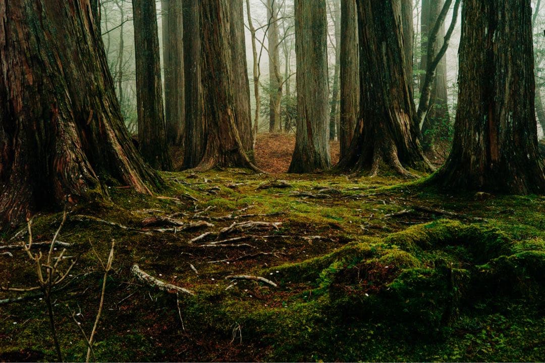 【OH済】MINOLTA M-ROKKOR 40mm F2 (ライカMマウント)