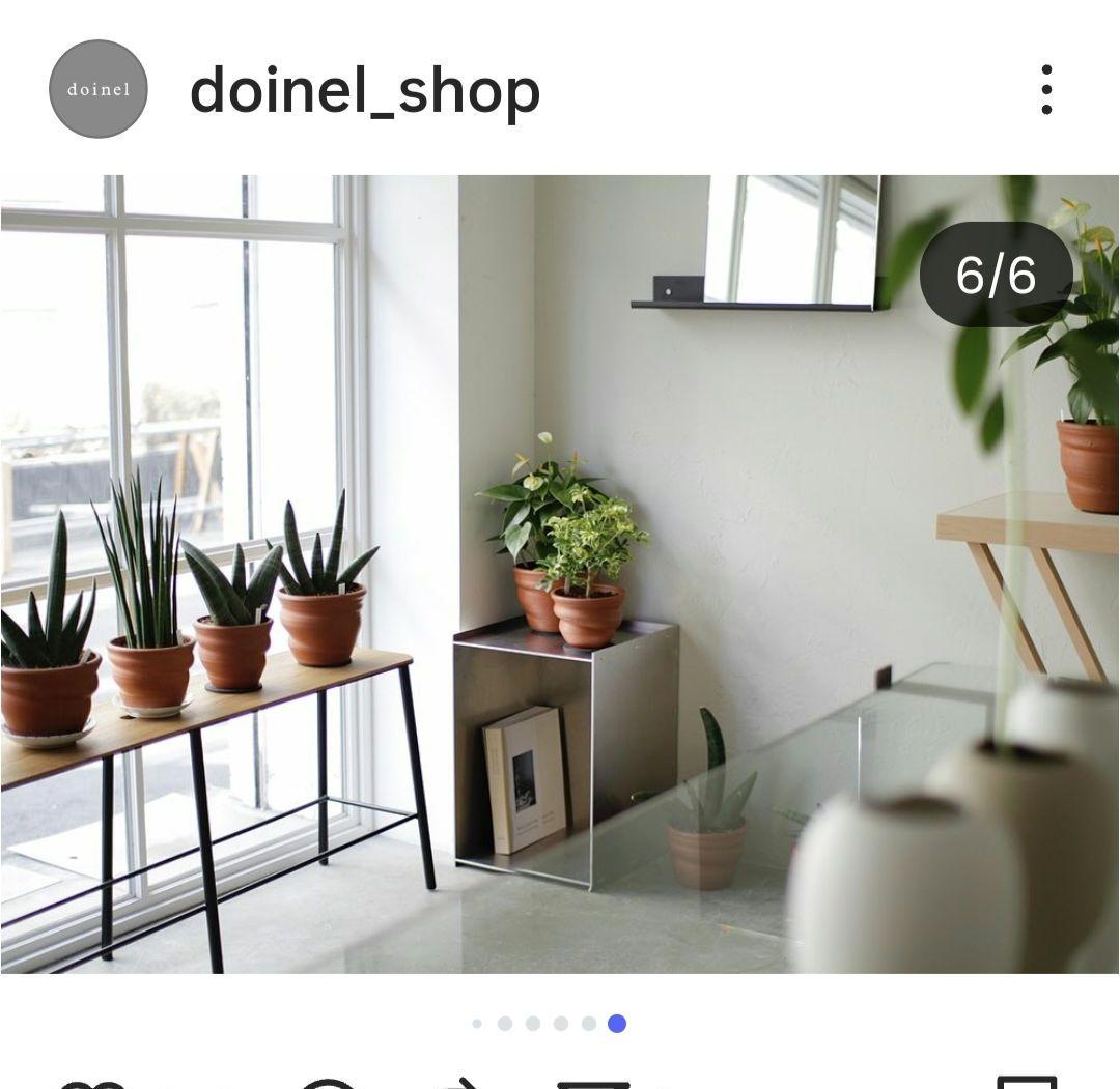 フィロデンドロン テヌー ビカクシダ アンスリウム ベイチー モンステラ