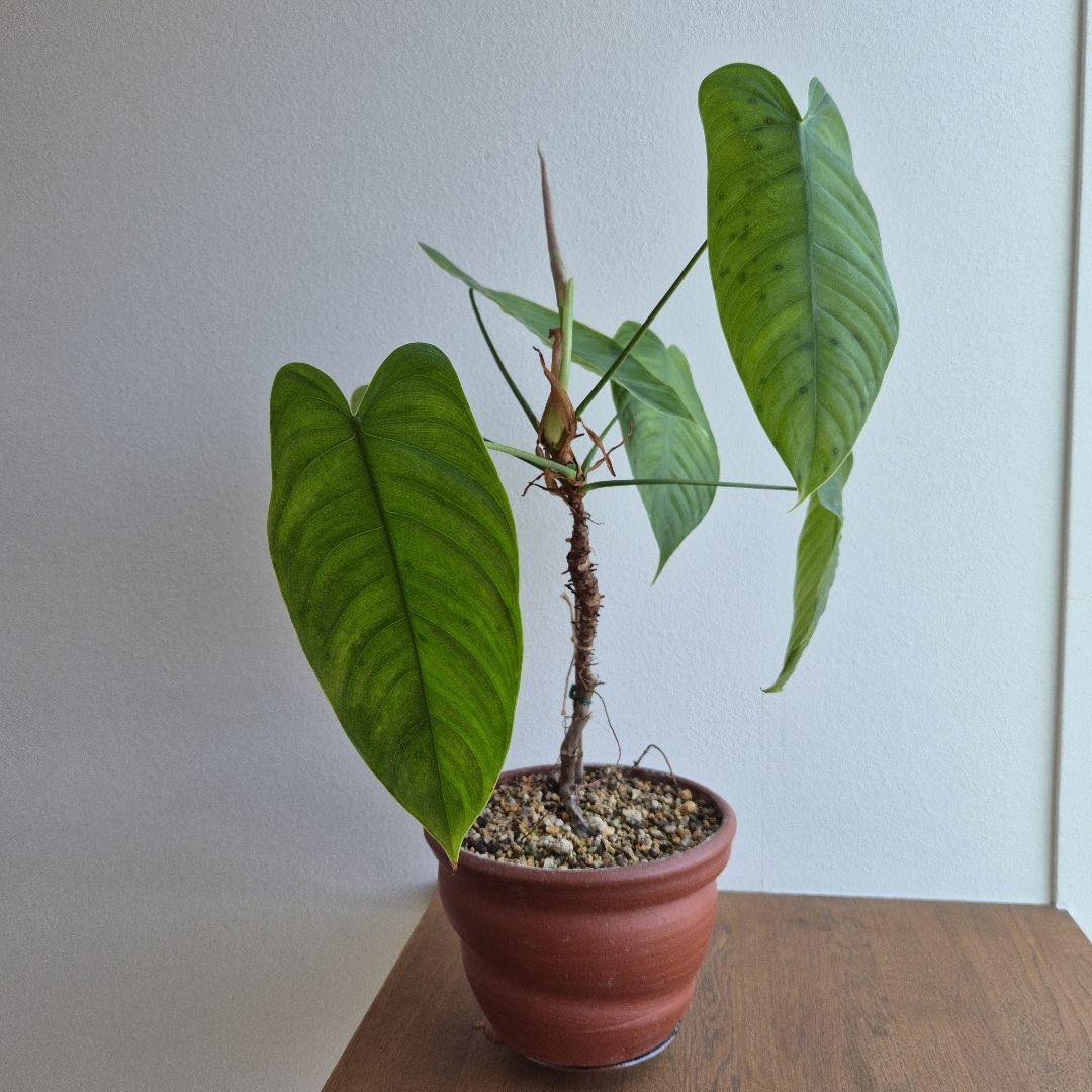 フィロデンドロン テヌー ビカクシダ アンスリウム ベイチー モンステラ