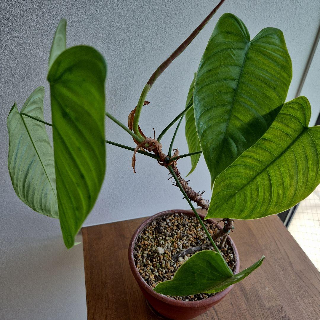 フィロデンドロン テヌー ビカクシダ アンスリウム ベイチー モンステラ