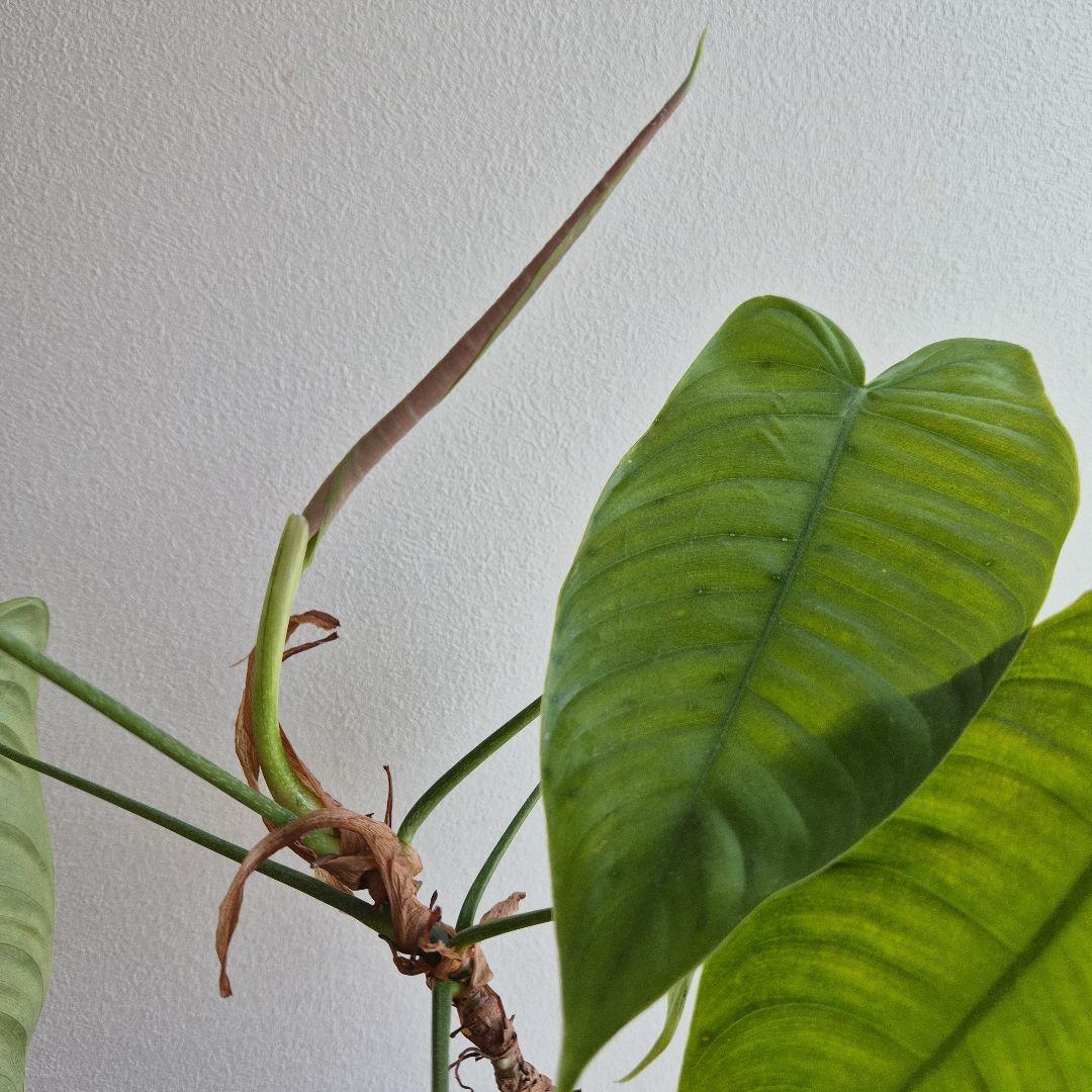 フィロデンドロン テヌー ビカクシダ アンスリウム ベイチー モンステラ