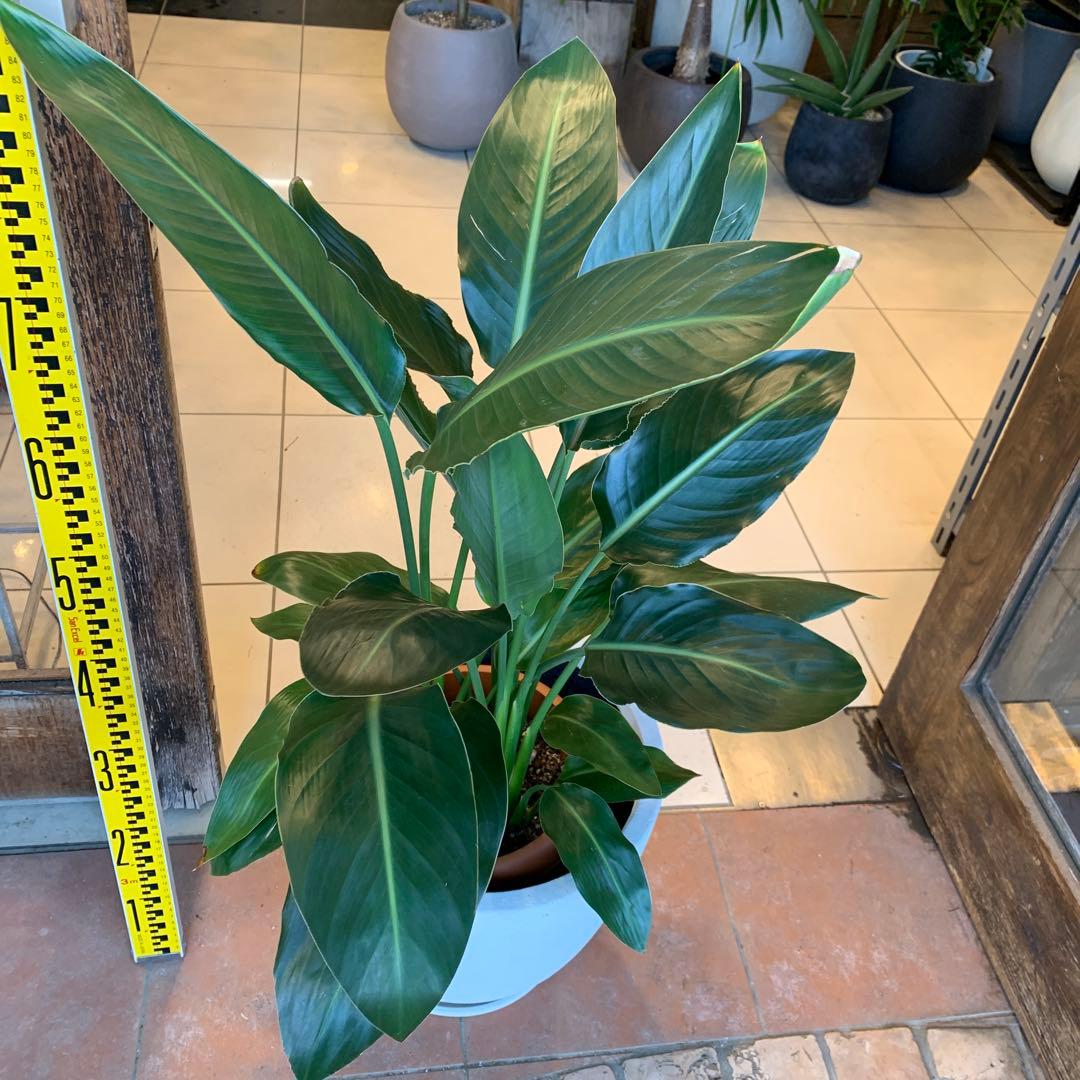 ストレリチア レギネ ファイバー鉢 お皿付き