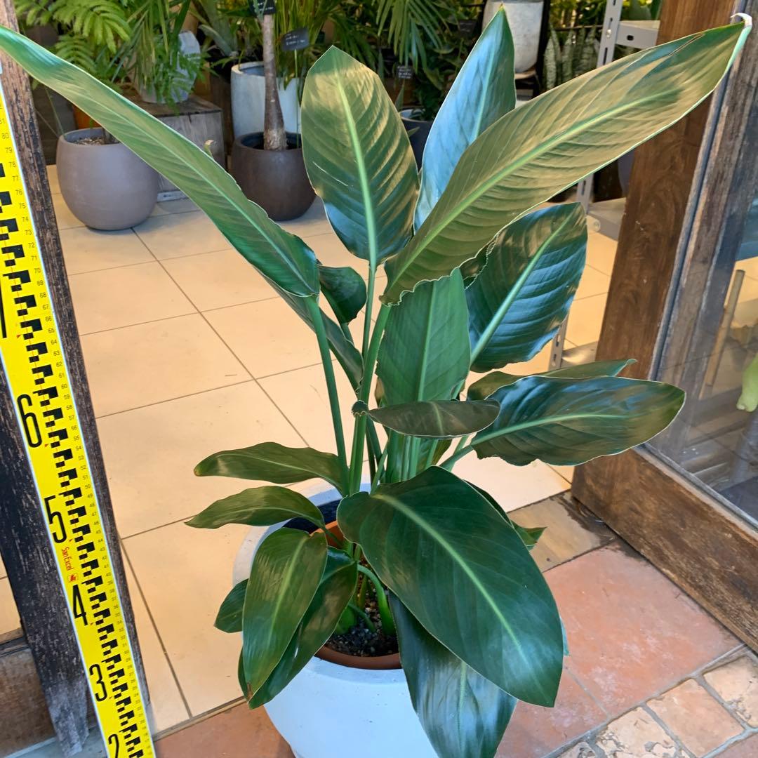 ストレリチア レギネ ファイバー鉢 お皿付き