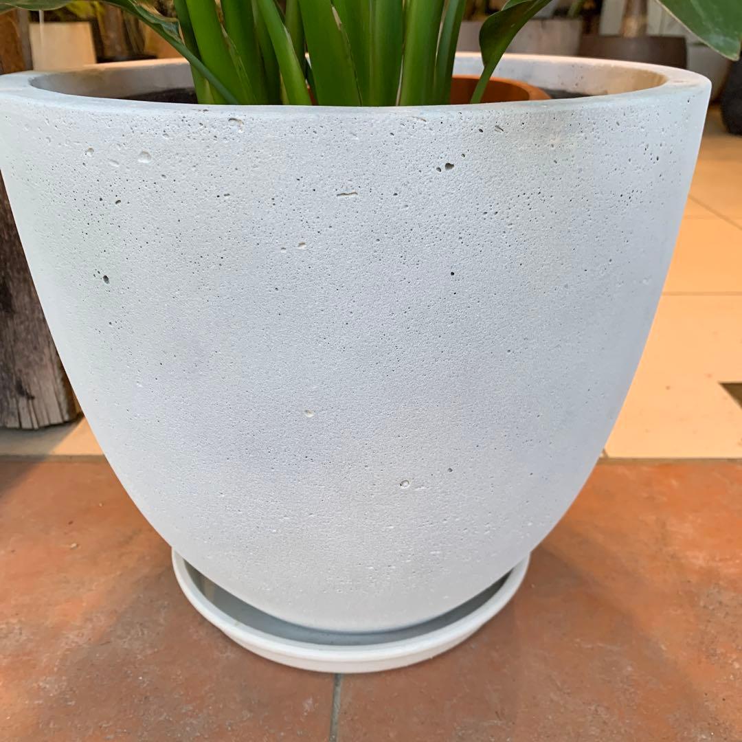 ストレリチア レギネ ファイバー鉢 お皿付き