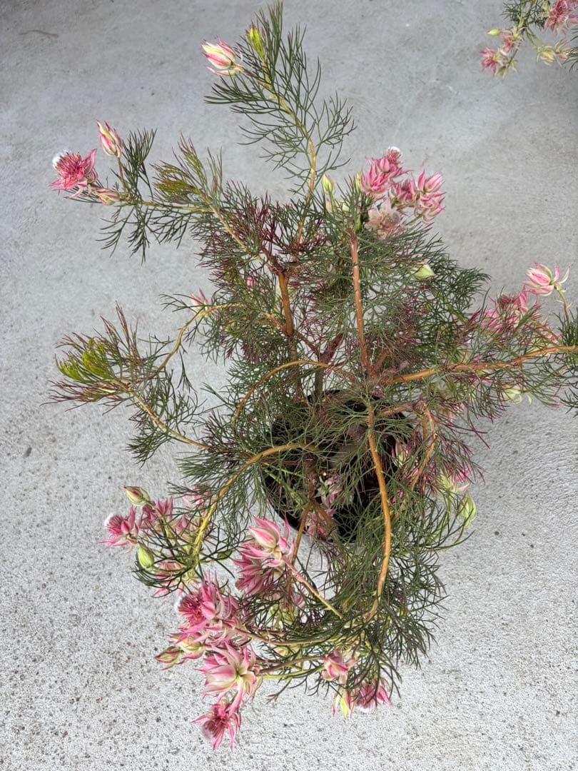 セルリア　プリティーインピンク　8号大株　1