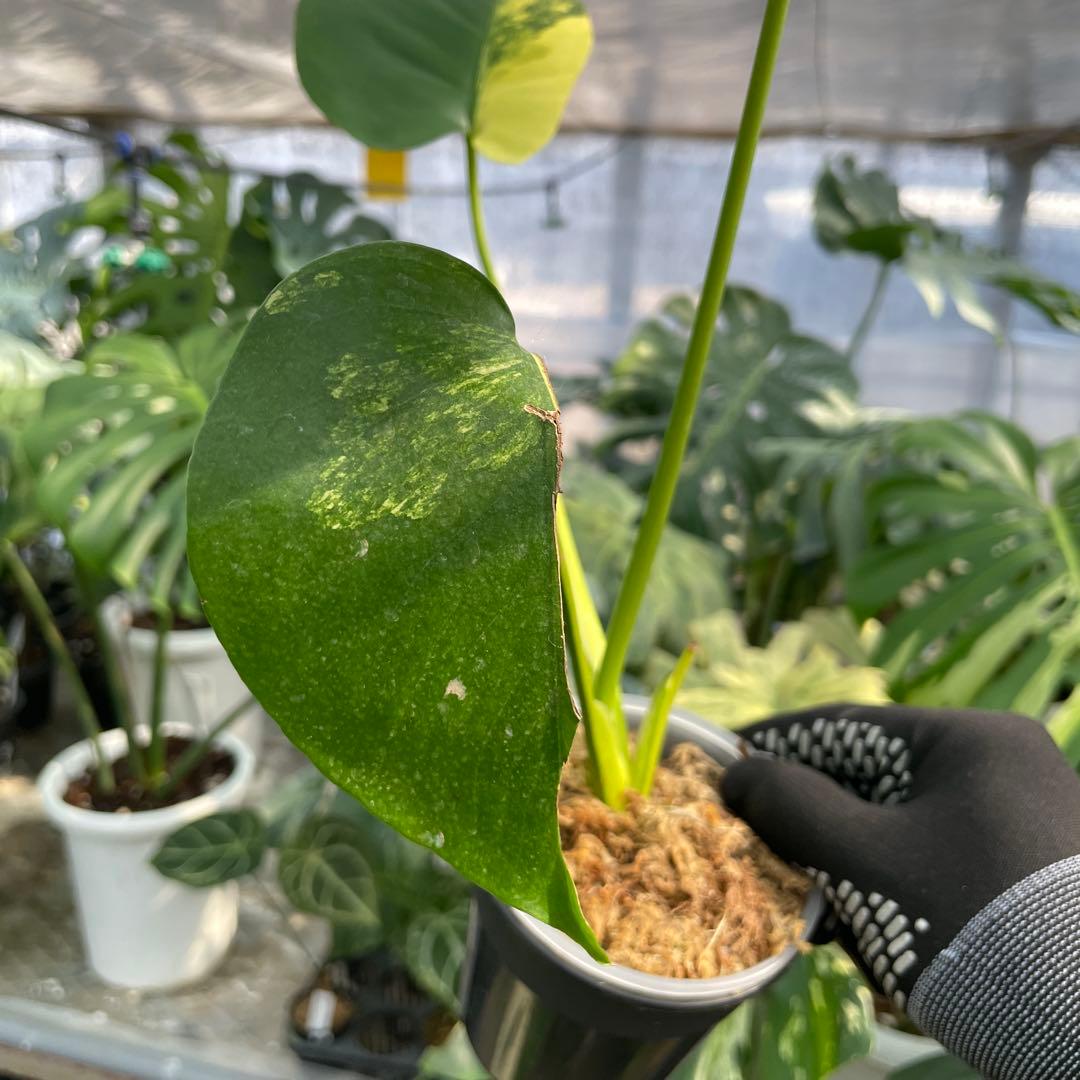 MS18 モンステラ　イエローマリリン　黄斑入り