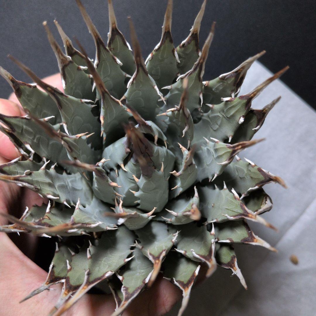 け*ん様 アガベ ユタエンシス エボリスピナ