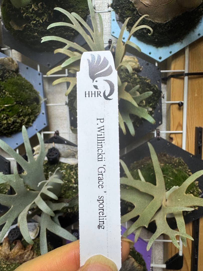 grace willinckii nook dwarf ビカクシダ