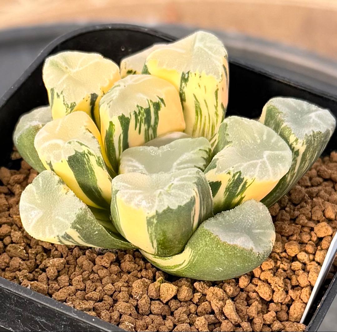 ハオルチア　万象　覇王錦　超極上株