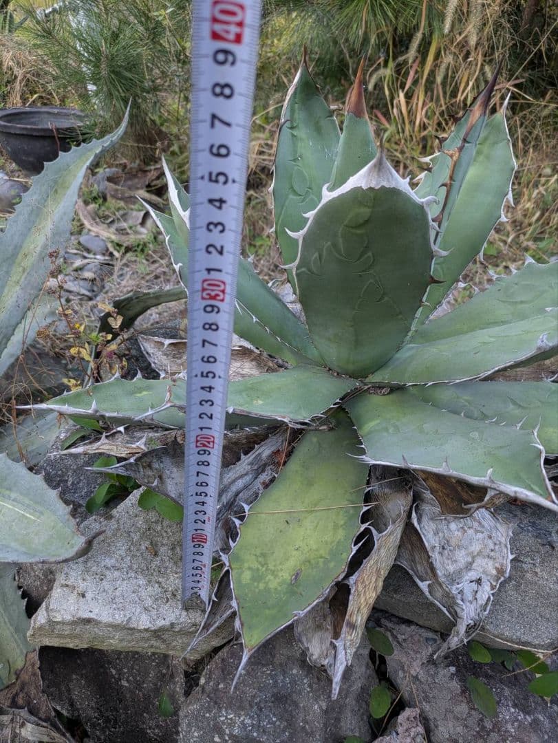 アガベ　オテロイ　大株②　送料込み