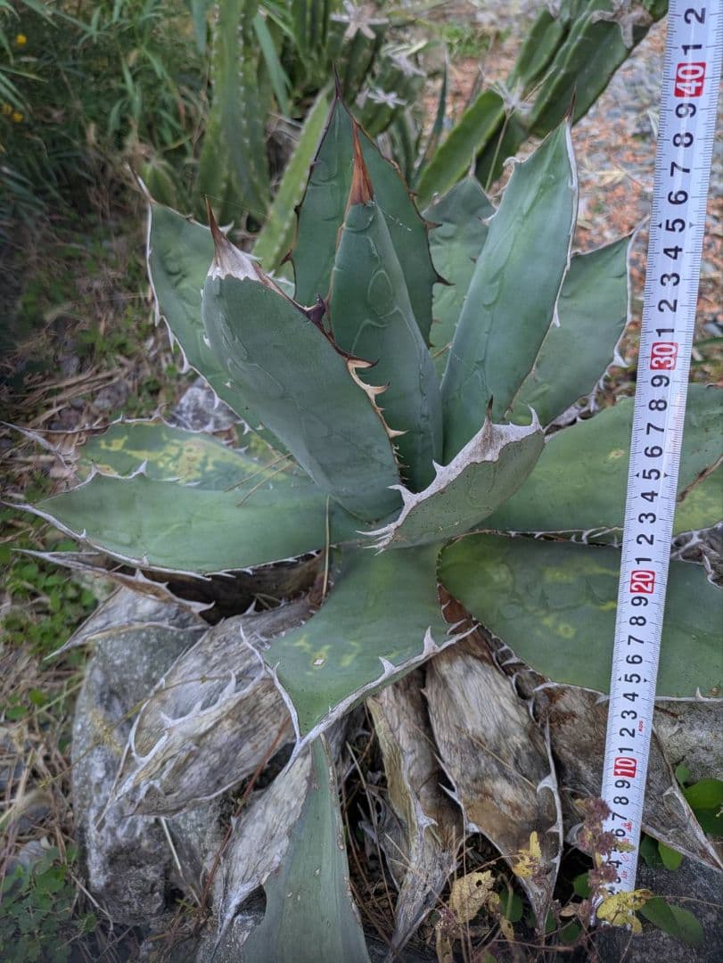 アガベ　オテロイ　大株②　送料込み