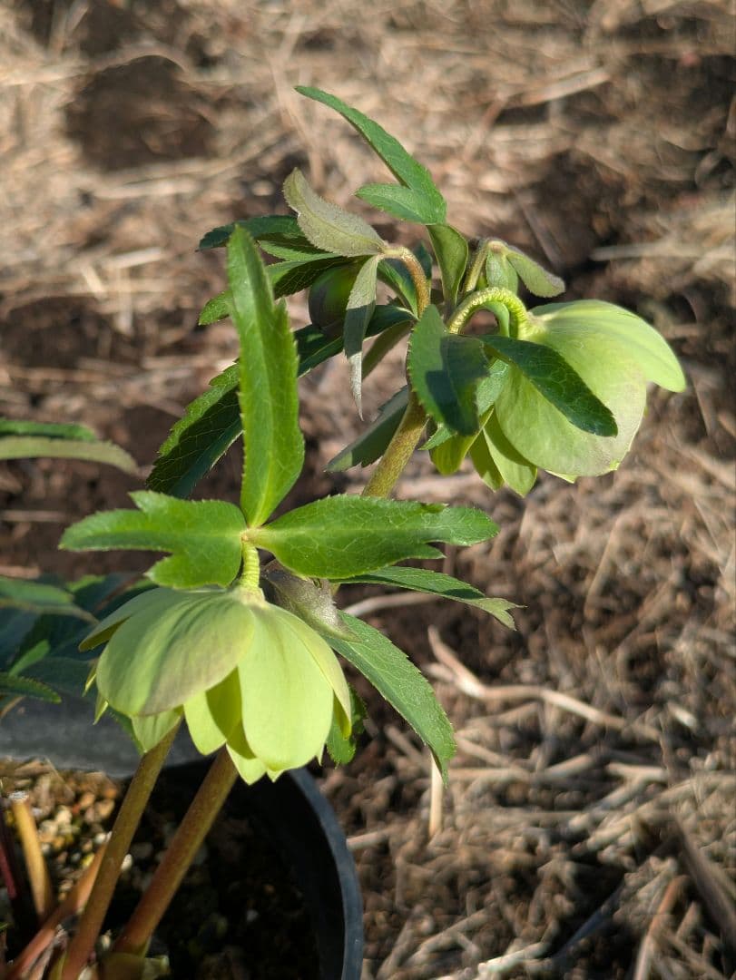 ウィンターシンフォニー クリスマスローズ【原種系ライトグリーンdd】カップ咲き