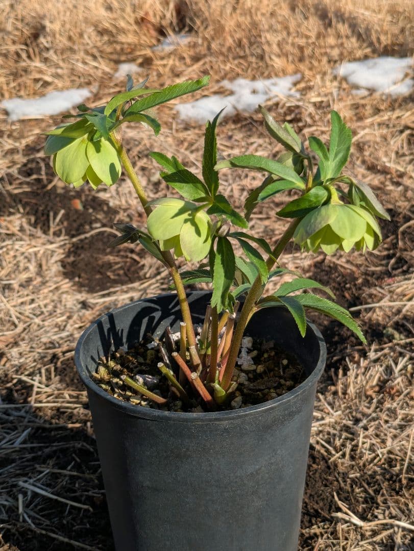 ウィンターシンフォニー クリスマスローズ【原種系ライトグリーンdd】カップ咲き