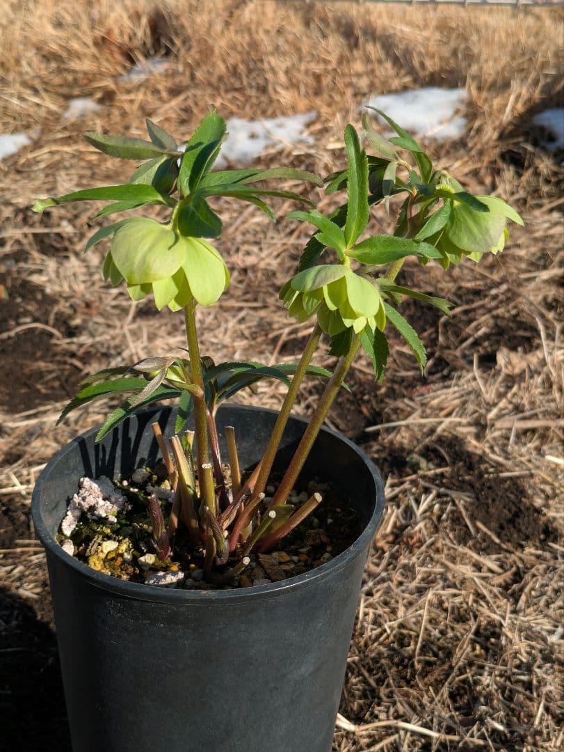 ウィンターシンフォニー クリスマスローズ【原種系ライトグリーンdd】カップ咲き