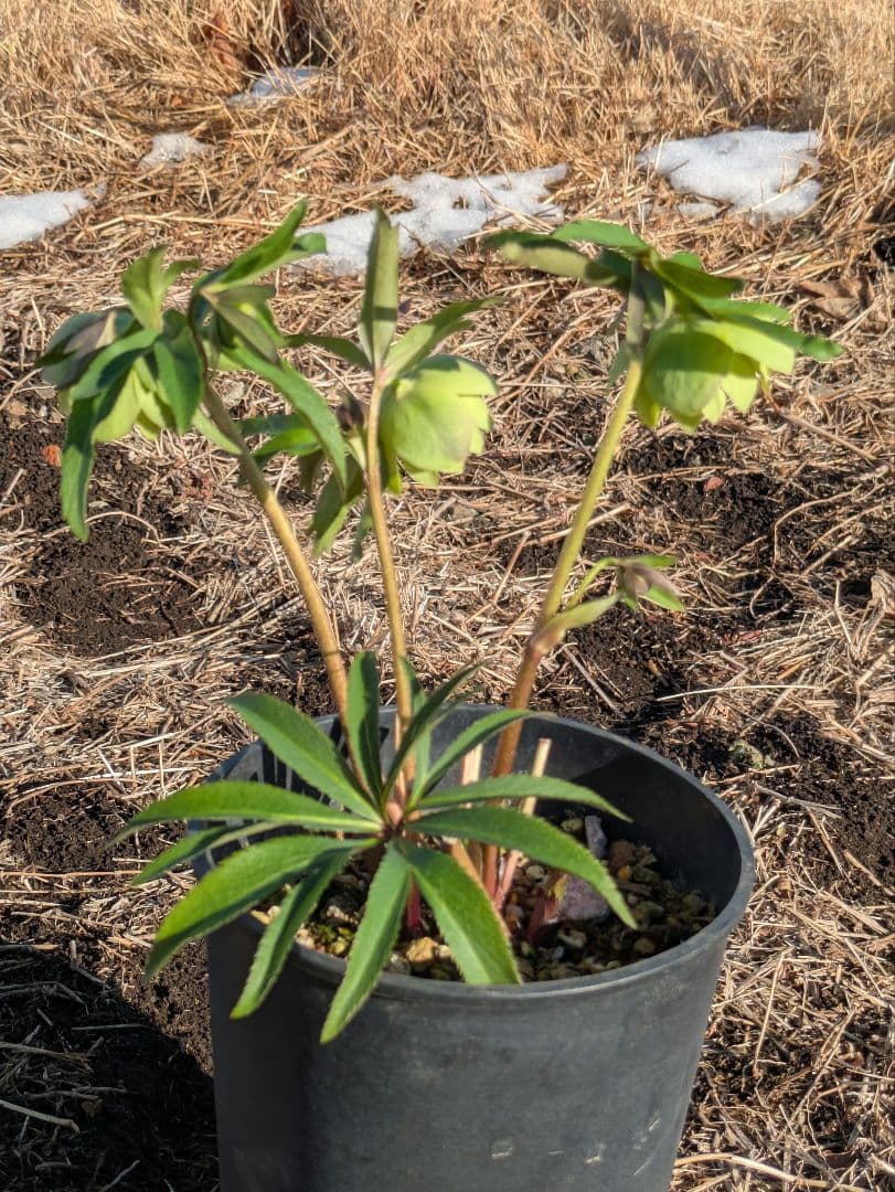 ウィンターシンフォニー クリスマスローズ【原種系ライトグリーンdd】カップ咲き