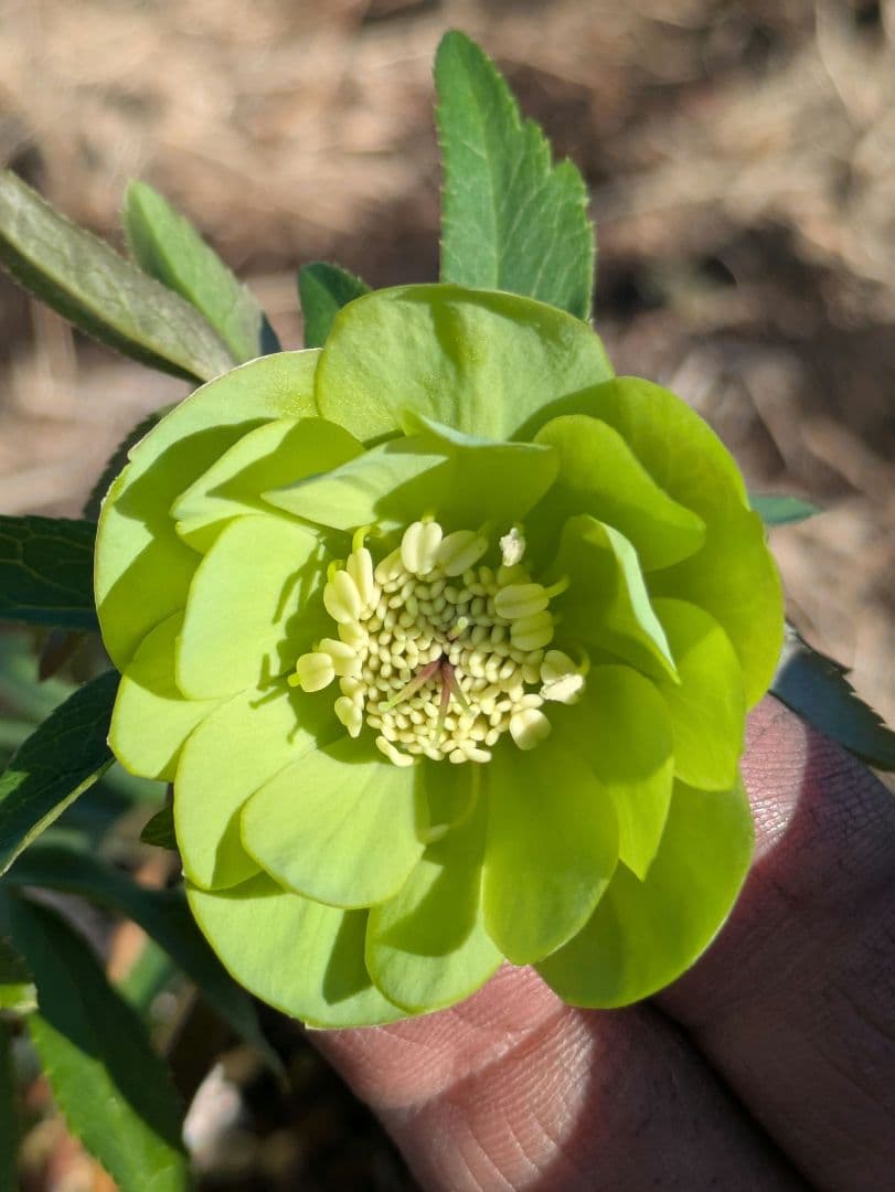 ウィンターシンフォニー クリスマスローズ【原種系ライトグリーンdd】カップ咲き