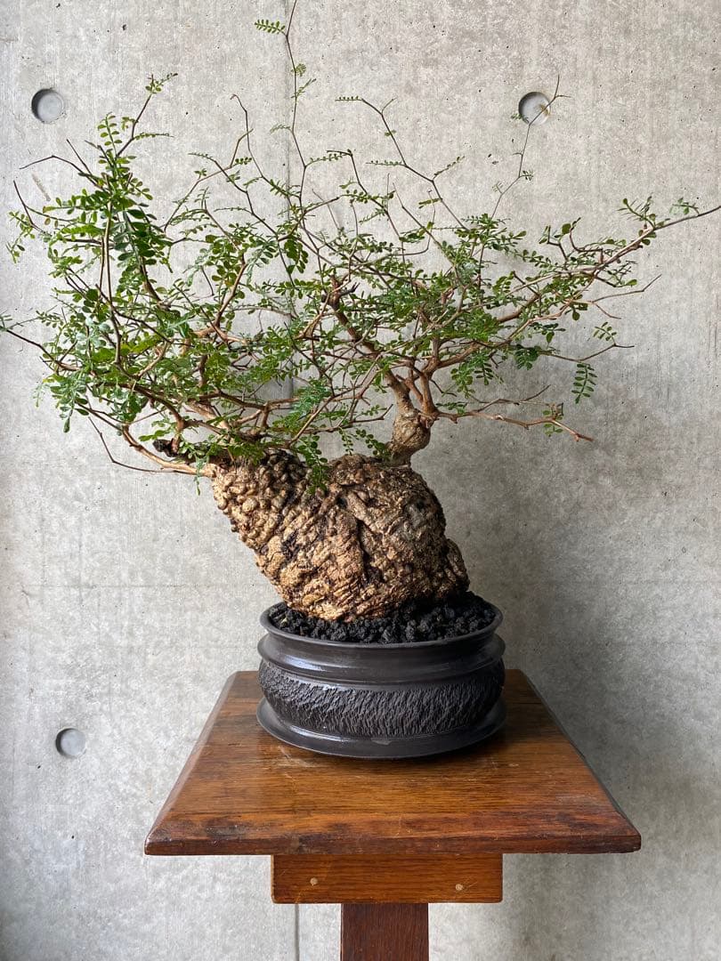 【コレクション株】　オペルクリアパキプス　goujin鉢　白肌良型　発根済