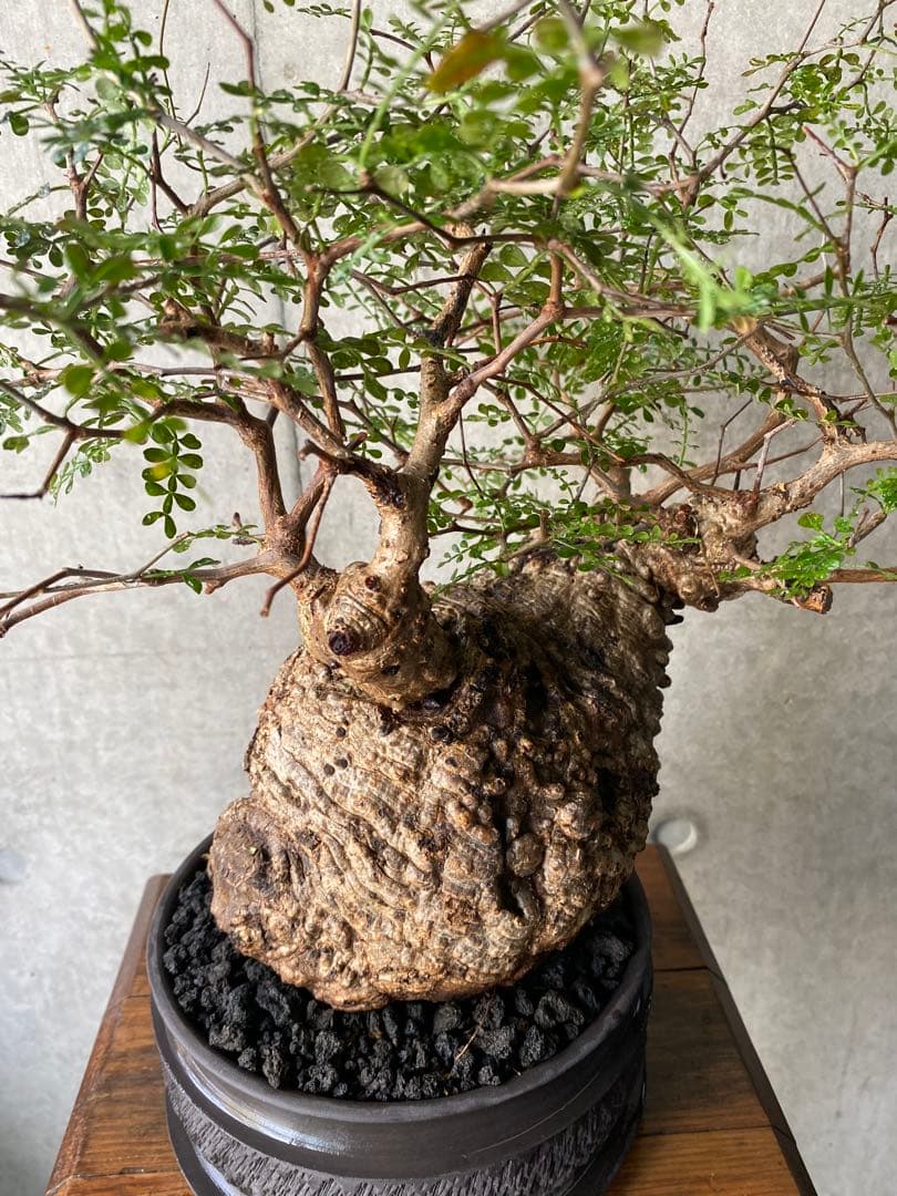 【コレクション株】　オペルクリアパキプス　goujin鉢　白肌良型　発根済