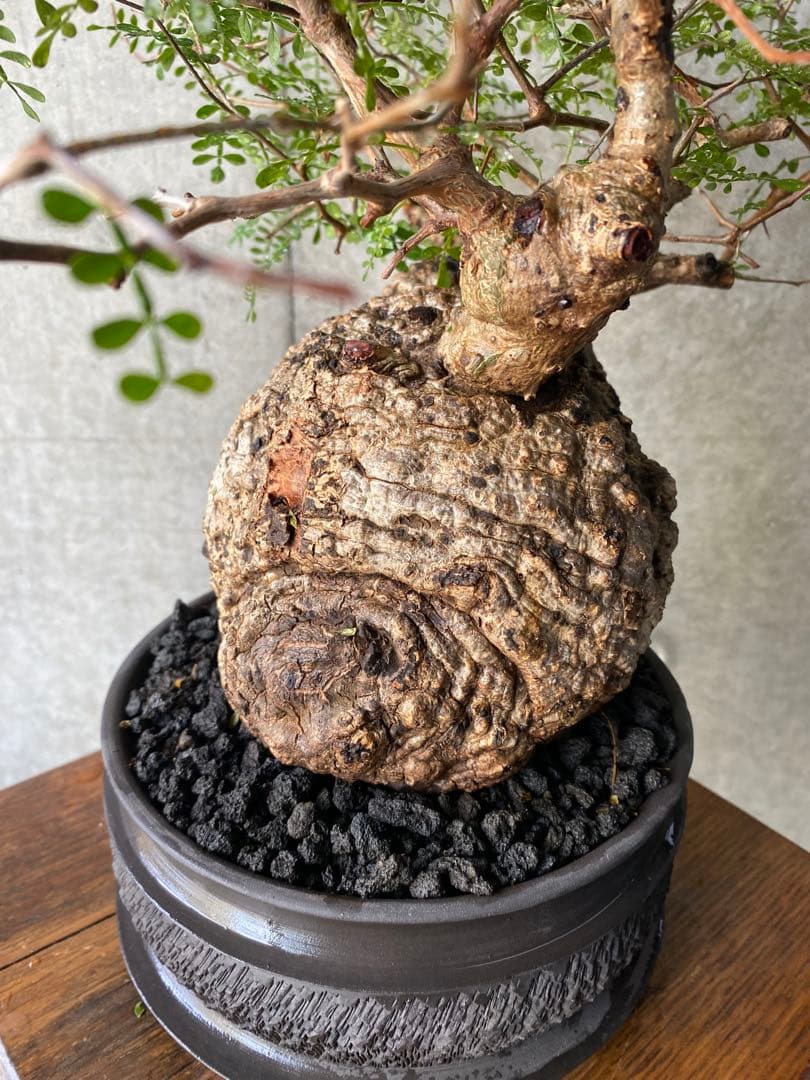 【コレクション株】　オペルクリアパキプス　goujin鉢　白肌良型　発根済