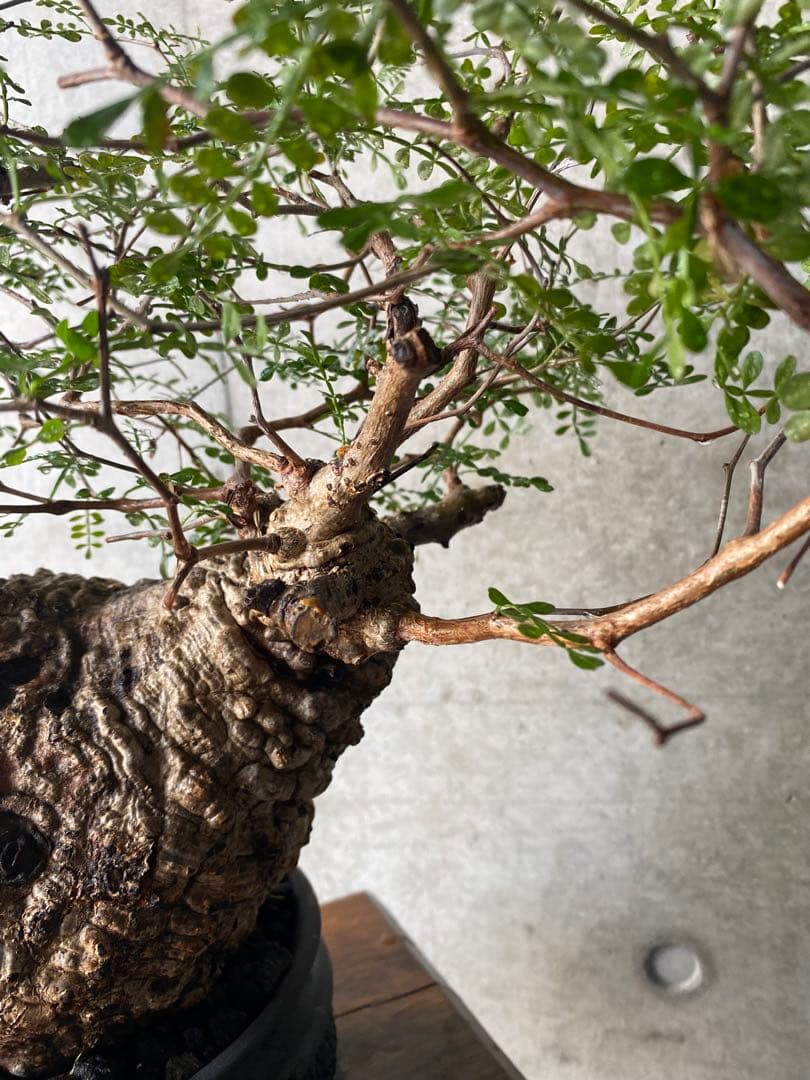 【コレクション株】　オペルクリアパキプス　goujin鉢　白肌良型　発根済