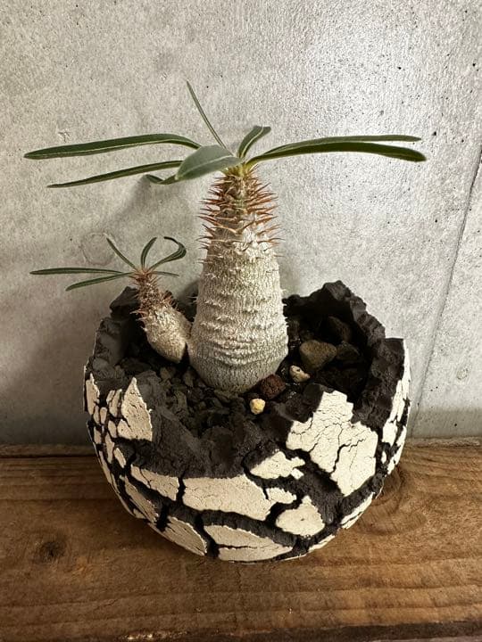 konect fang ×グラキリス