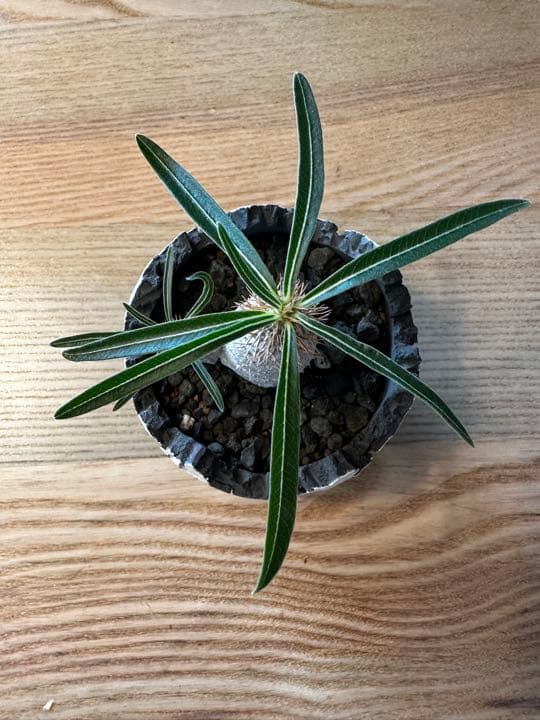 konect fang ×グラキリス