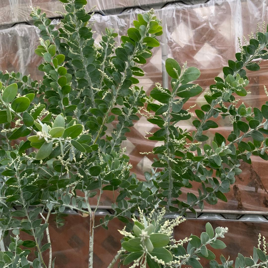 パールアカシア　樹形抜群　大量花芽つき　来春開花　大苗　ミモザ