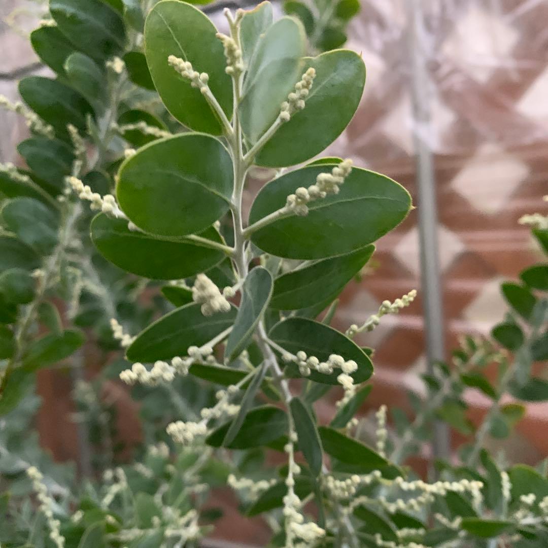 パールアカシア　樹形抜群　大量花芽つき　来春開花　大苗　ミモザ