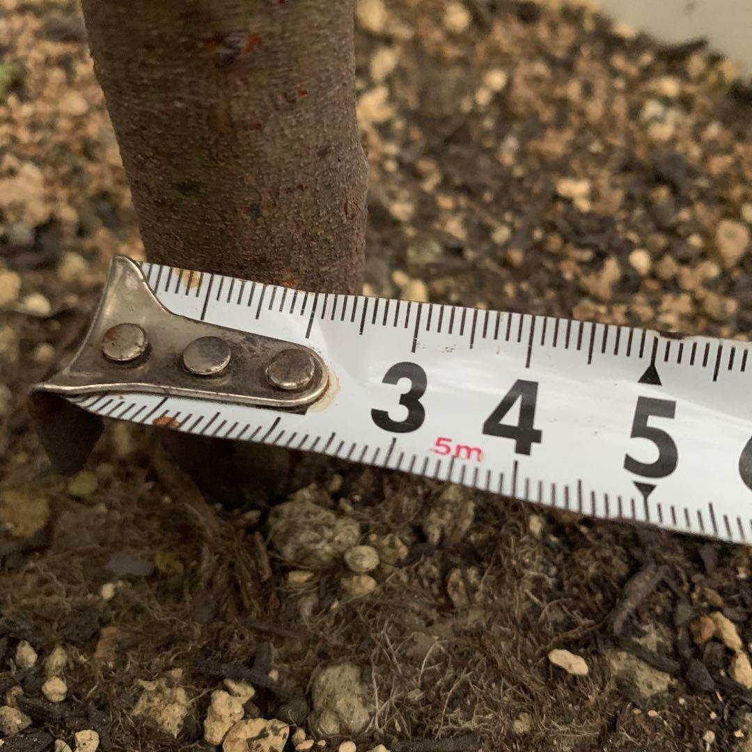 パールアカシア　樹形抜群　大量花芽つき　来春開花　大苗　ミモザ