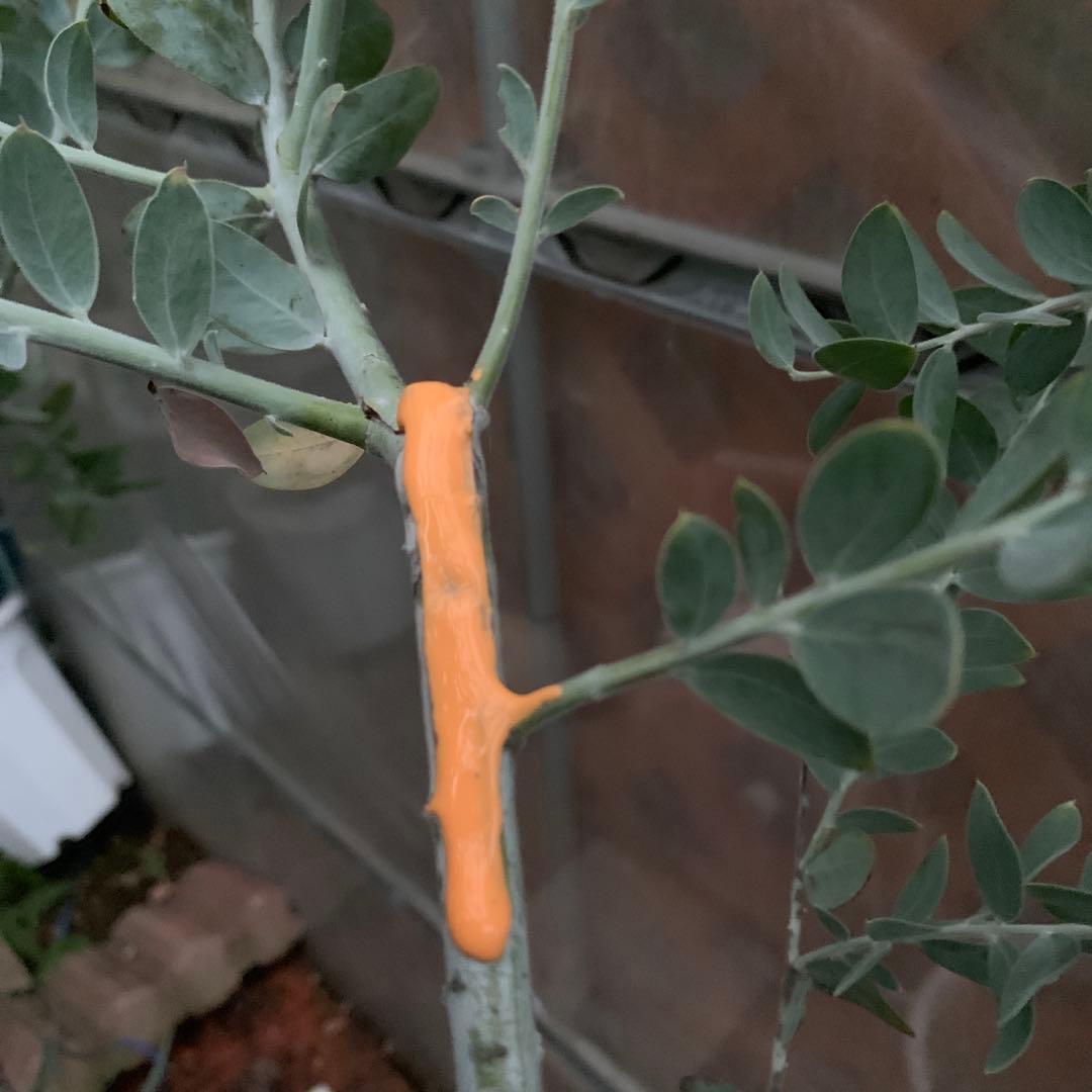 パールアカシア　樹形抜群　大量花芽つき　来春開花　大苗　ミモザ