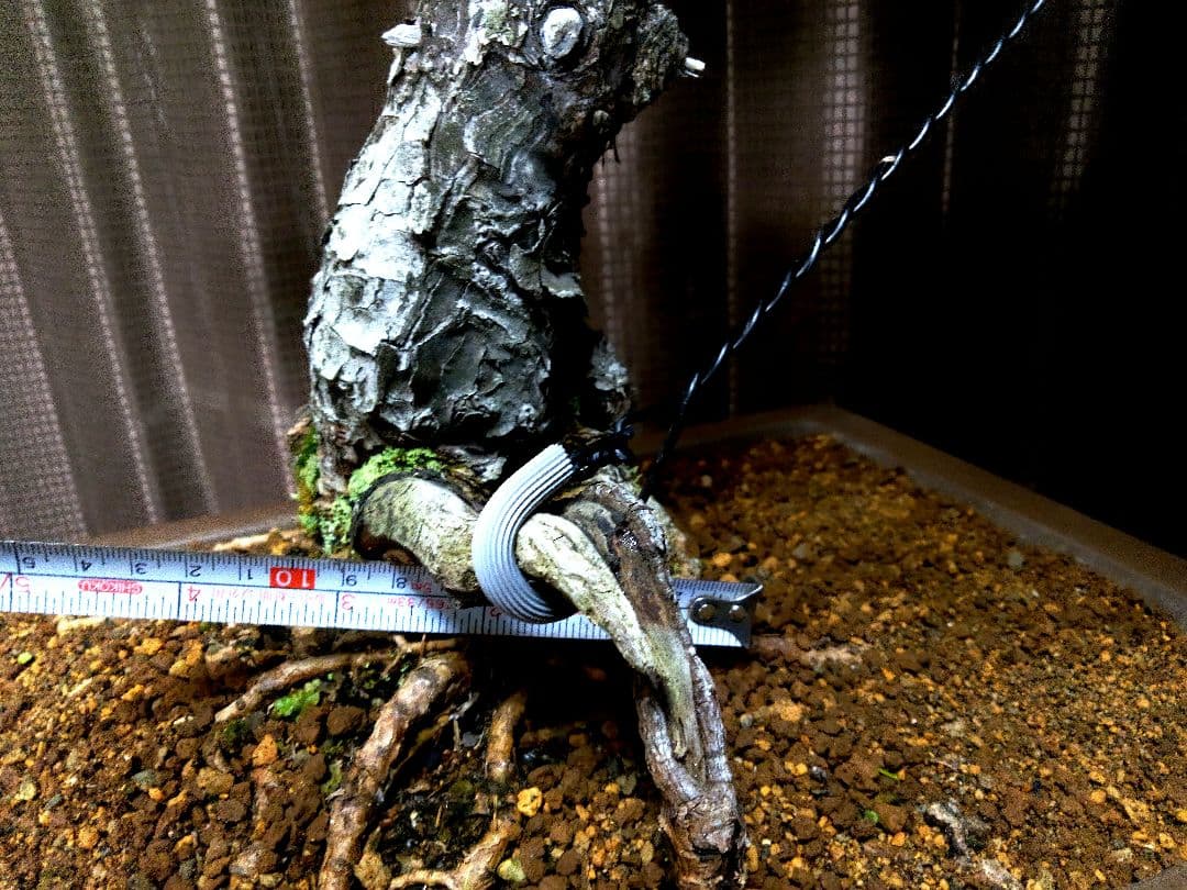 【大品 五葉松盆栽】真柏　　　　⭕吾妻五葉 (短葉)大迫力❗