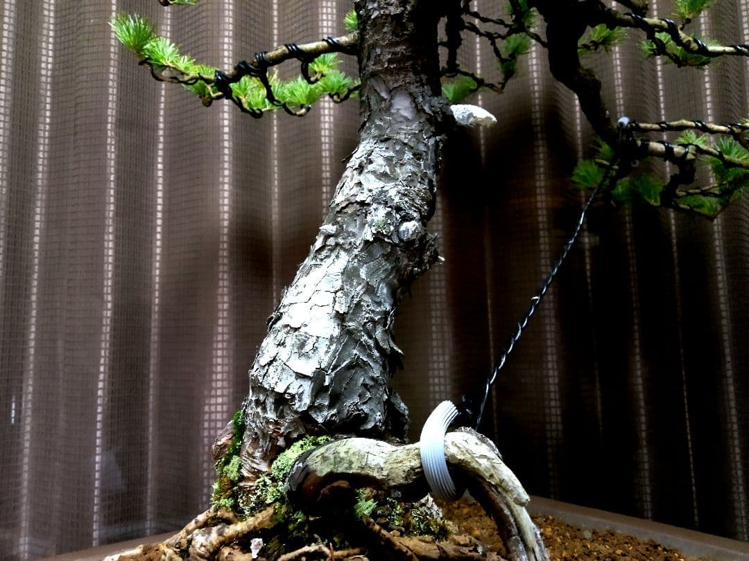 【大品 五葉松盆栽】真柏　　　　⭕吾妻五葉 (短葉)大迫力❗