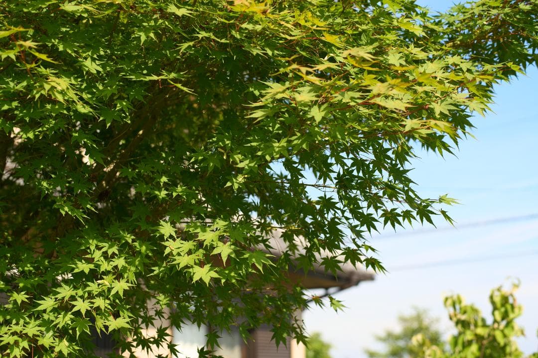 綺麗 Carl Zeiss Planar 50mm F1.7 AEJ C/Y