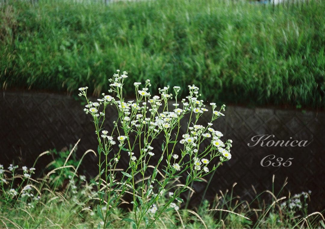 ★希少・完動品★konica c35★本革外装＊美品＊初期保証★フィルム入門に！