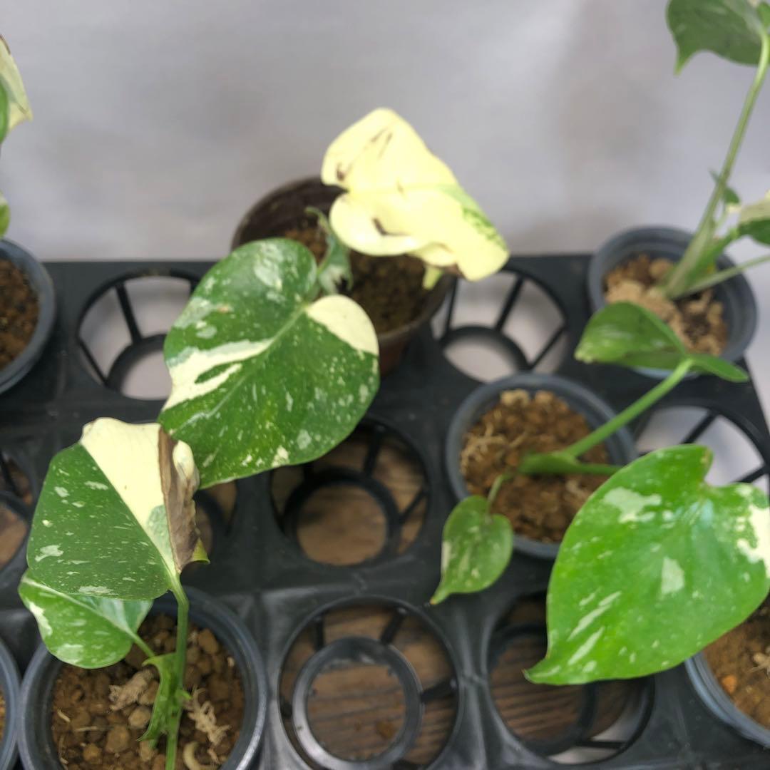 s*a様 10株セットms57訳あり【特別選抜】モンステラ・タイコンステレーショ