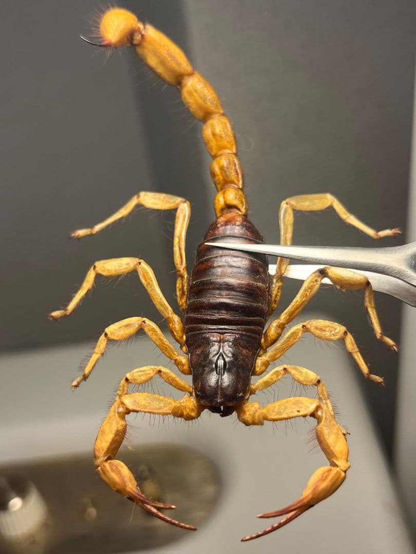 【蠍標本】Hottentotta属のキョクトウサソリ？or デザートヘアリー