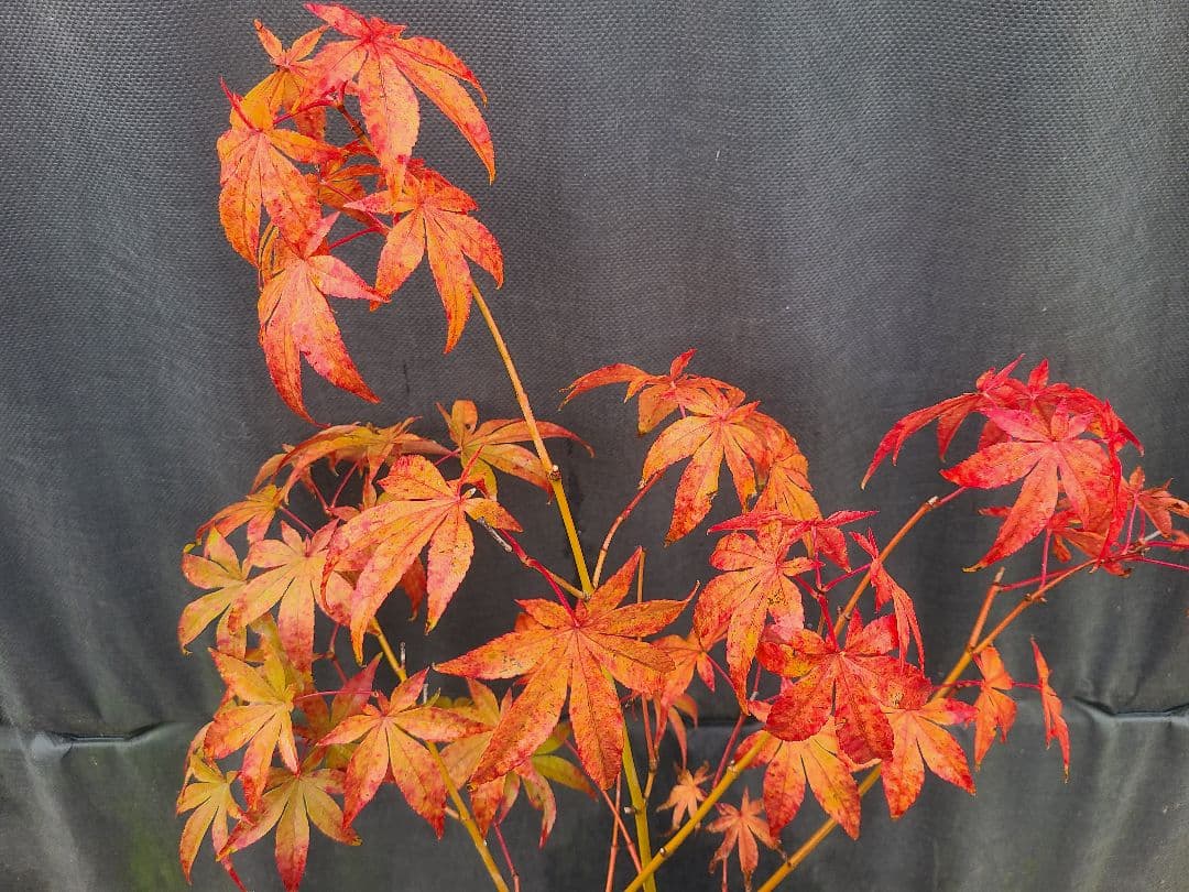 もみじ 接木苗 3本セット｜秋華・竜松院・大勇｜計3株 まとめ売り｜コレクション