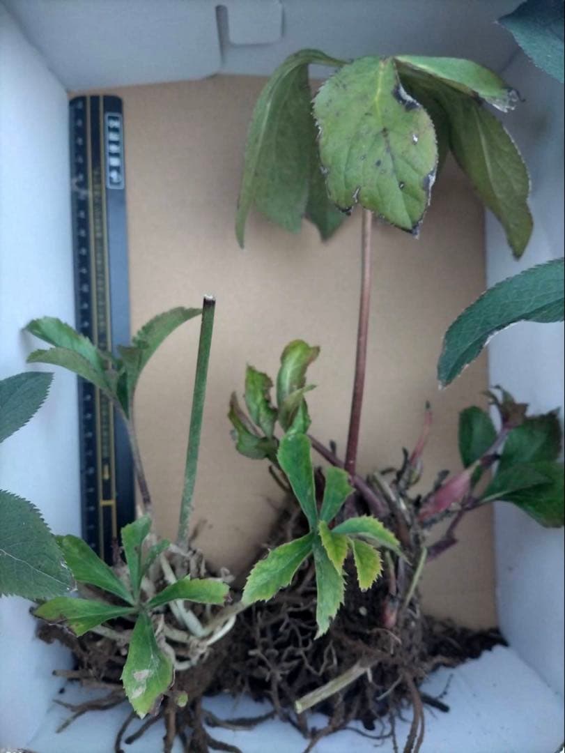 【ぽんぽ】クリスマスローズ苗　訳ありおまとめセット　ゆうゆうメルカリ便