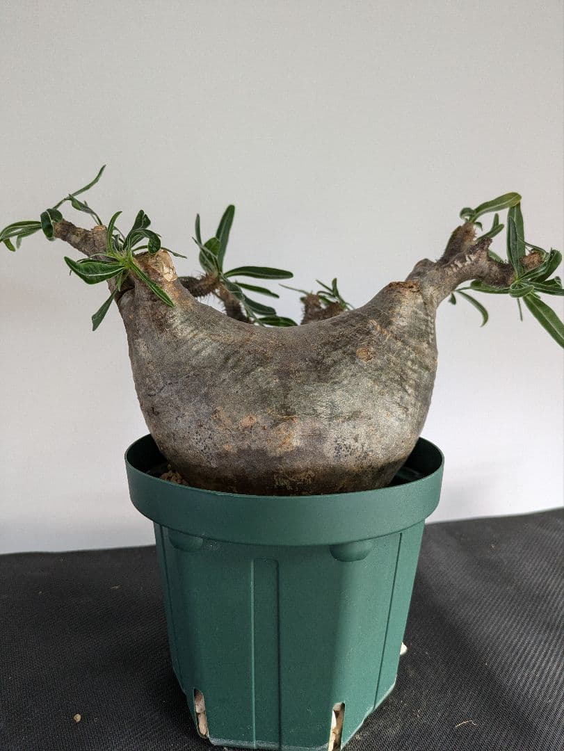 大型　パキポディウム　グラキリス