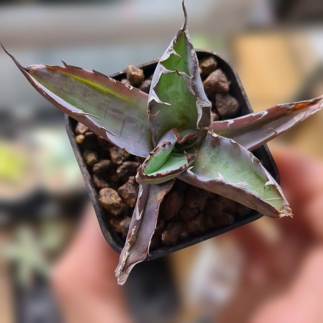 チタノタ　惡魔BB×2 ラクラクメルカリ便に変更