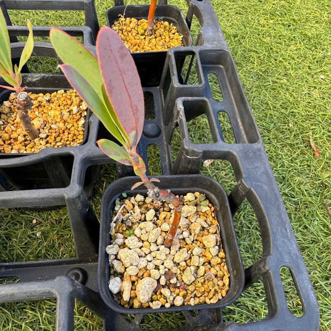 プロテア　スペシャルピンクアイス　or　ピンクアイス　挿木　発根済み　7株セット