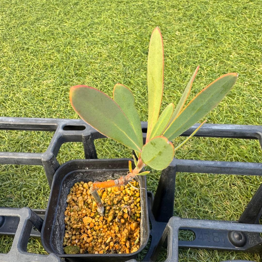 プロテア　スペシャルピンクアイス　or　ピンクアイス　挿木　発根済み　7株セット