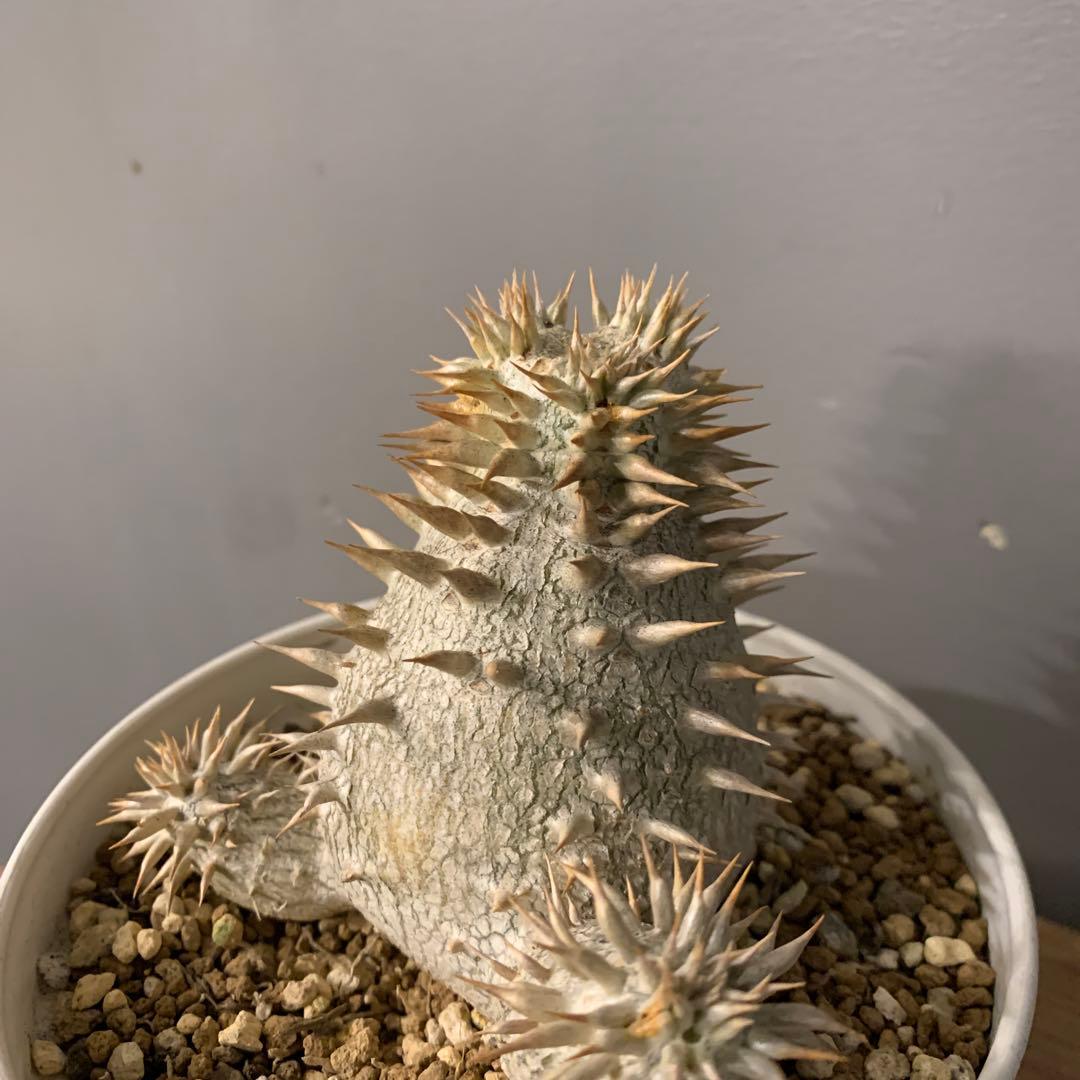 パキポディウム タッキー×レウコキサンツム　ハイブリッド